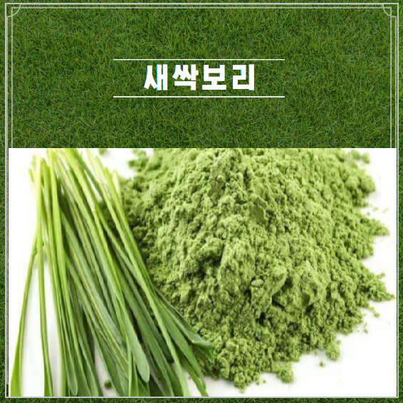 새싹보리 효능과 새싹보리 분말 먹는법