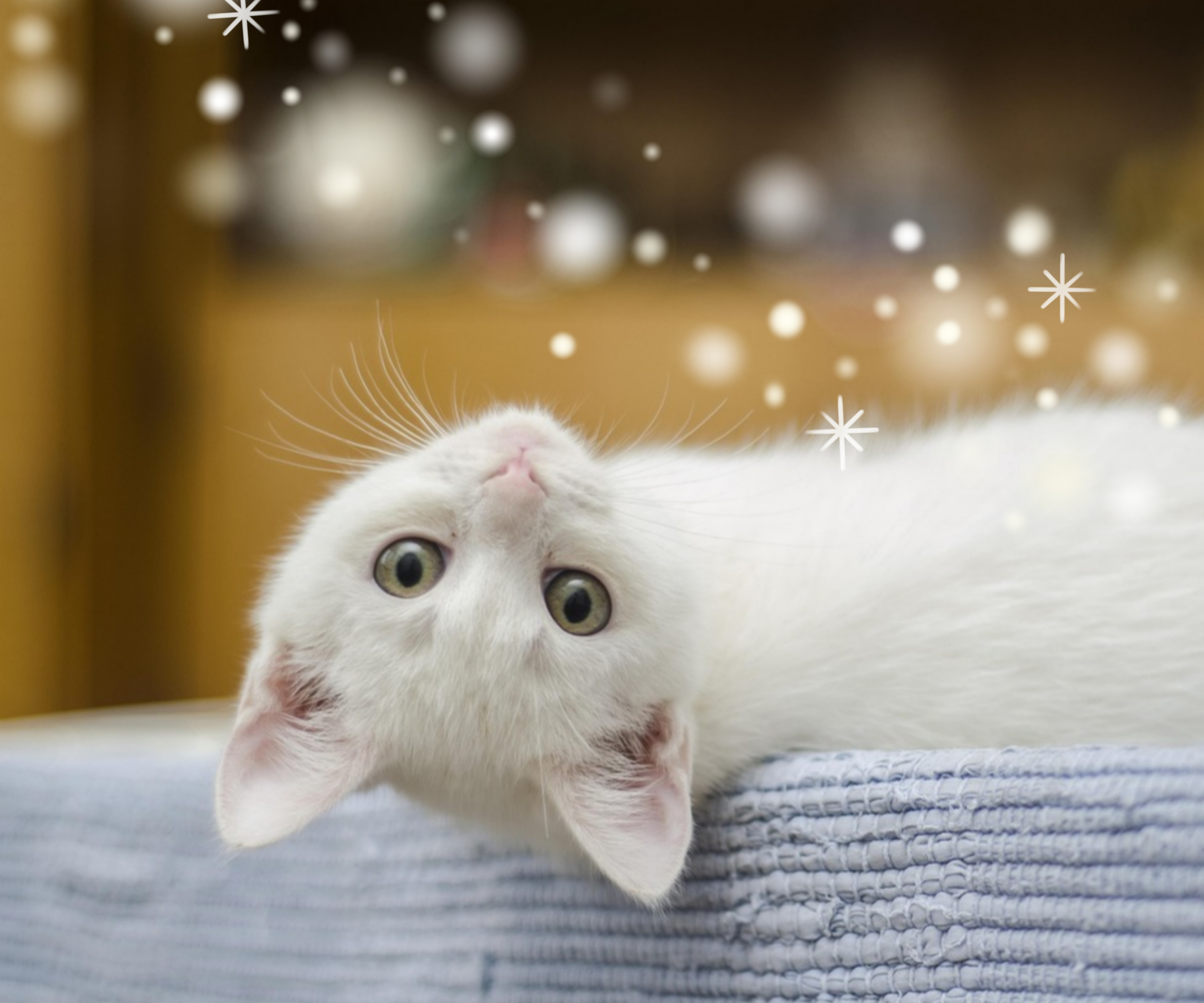 펫 테라피 들어보셨나요? 반려동물이 정신건강에 미치는 영향