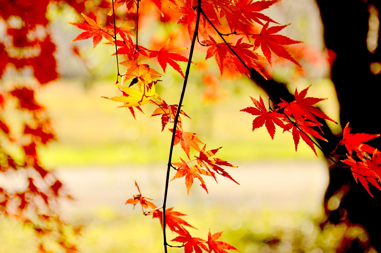 마운자로 해외직구 3분 완벽 가이드