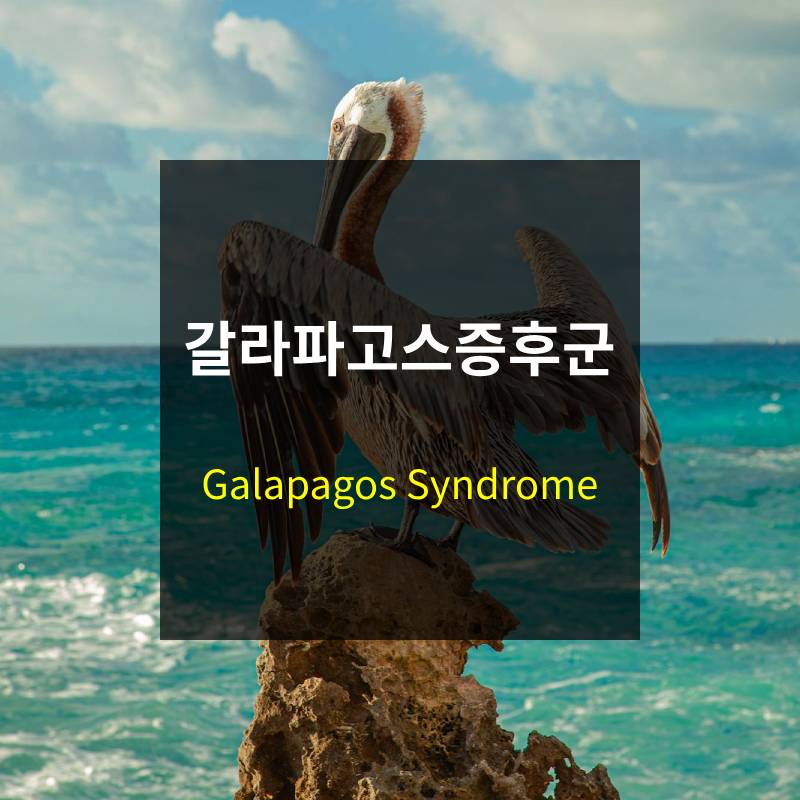 갈라파고스 증후군