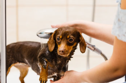 피부병을 유발하는 원인