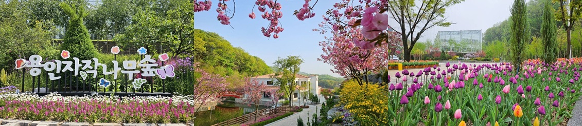 "이런 숲이 있었어?" 20만 평 자연 정원에서 만나는 자작나무의 매력