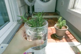 물꽂이 삽목 성공률높이기 깨끗한물 교체주기 빛관리 요령_15