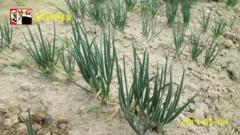 쪽파 재배 분구 관리 유기 자재 활용 친환경 방제_12