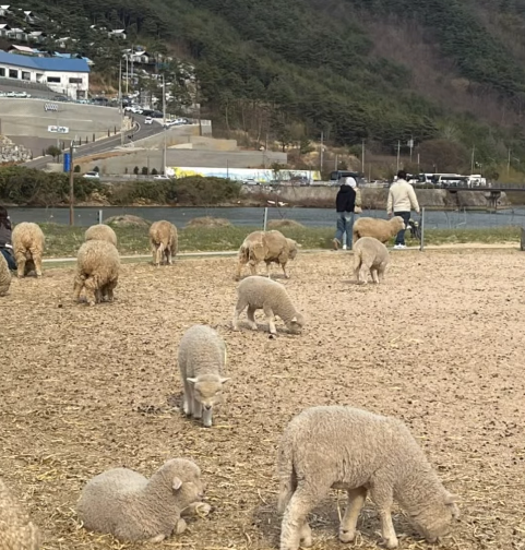치즈랜드 동물들