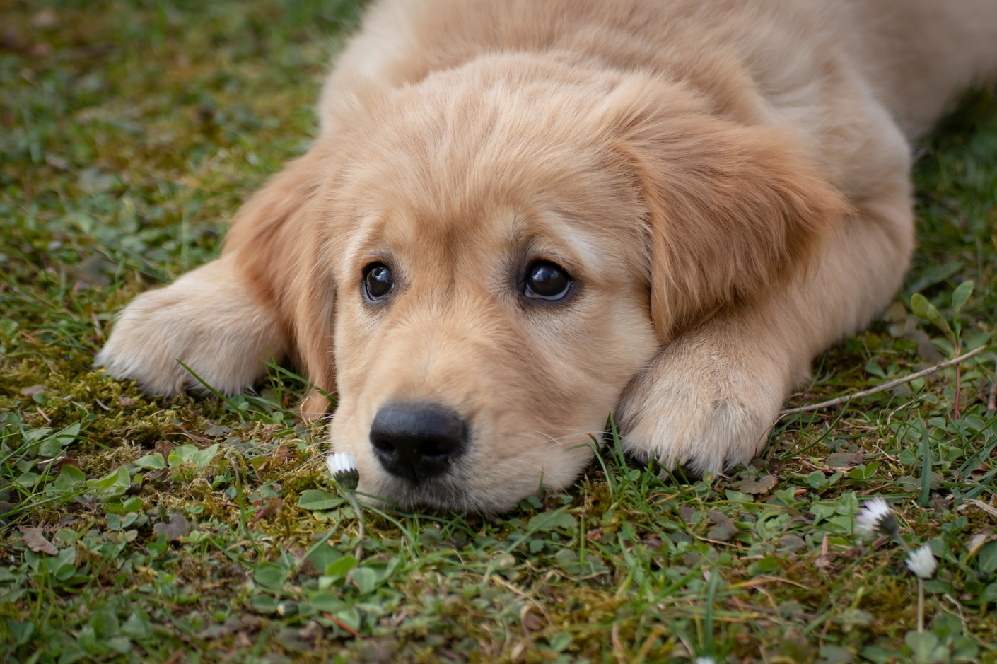 강아지 결석 에 좋은 음식 7가지! 수의사가 추천하는 건강 식단