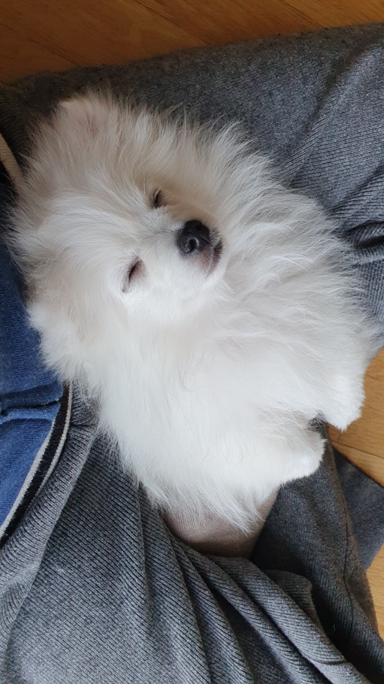 조금 더 자란 토토