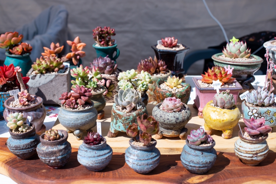 2024년 제 22회 옥천묘목축제 기본일정 및 프로그램 소개(민수현 안성훈 최은혜 김태웅 과일나무 출연) feat 과일나무 2만 그루 무료 나눔