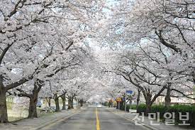 제 6회 개암동 벚꽃축제 기본 일정과 프로그램 및 특징 소개