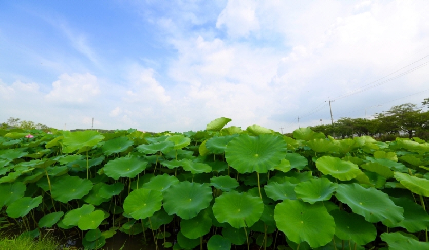 왕송 연꽃 습지