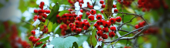 산사나무에-열매가-달린-사진