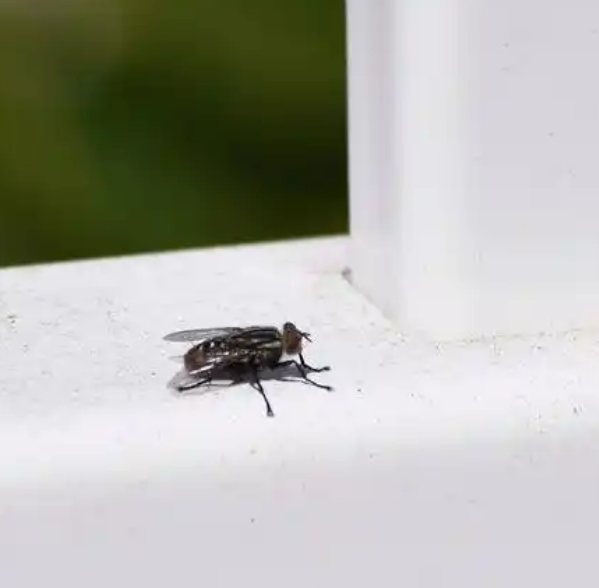 강한 모기약 에프킬라로 집에 들어온 날벌레 잡을 수 있을까?