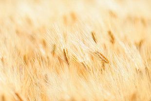 카무트 효소 내돈내산 후기