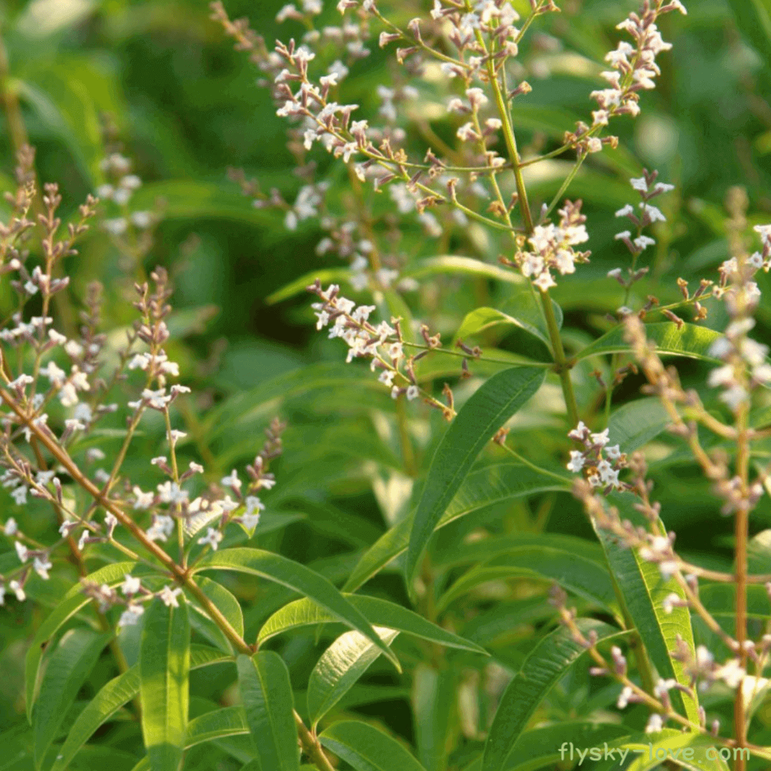 레몬버베나 (Lemon Verbena)