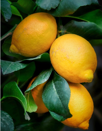 전자레인지 청소, 레몬 하나로 말끔하게