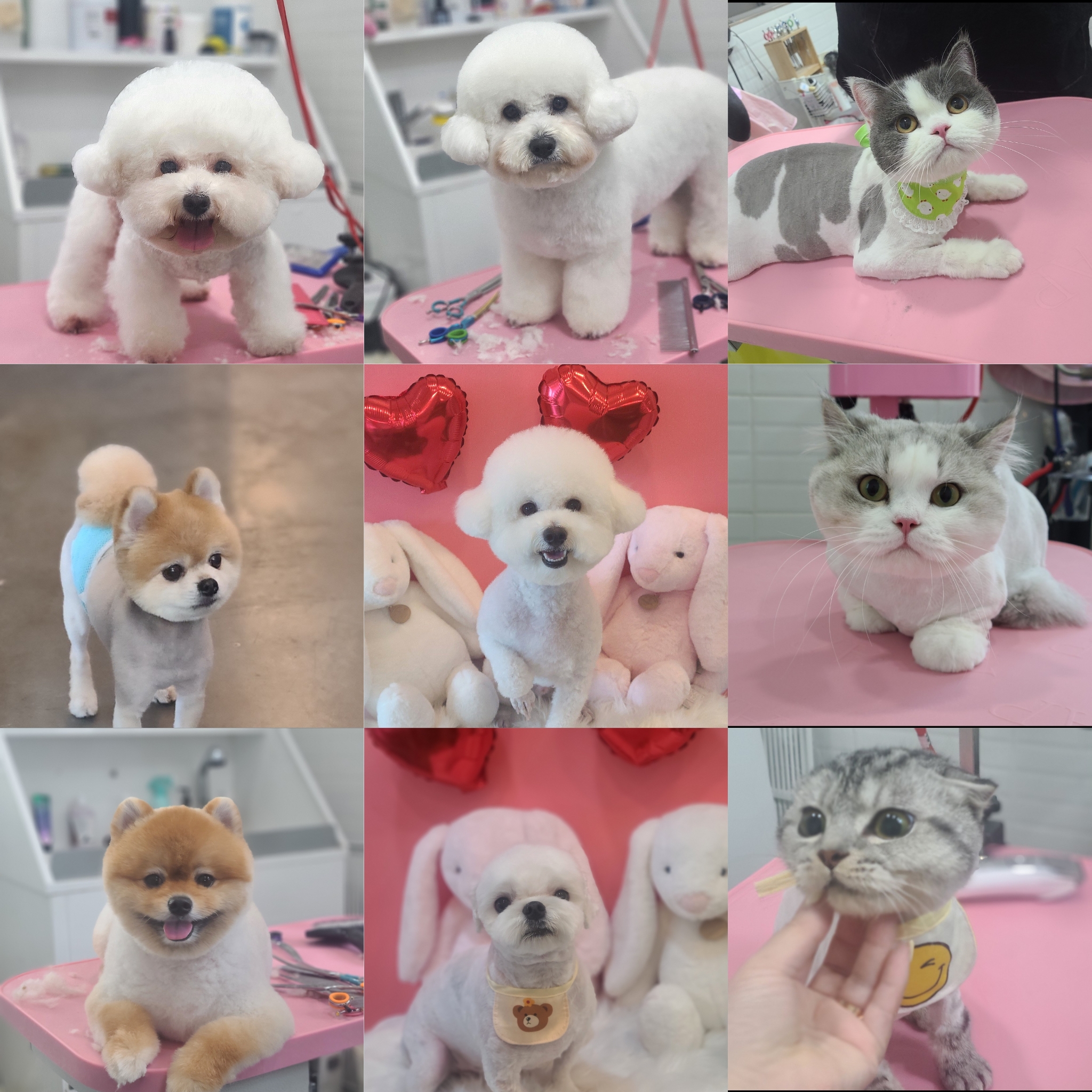 퍼피라운지