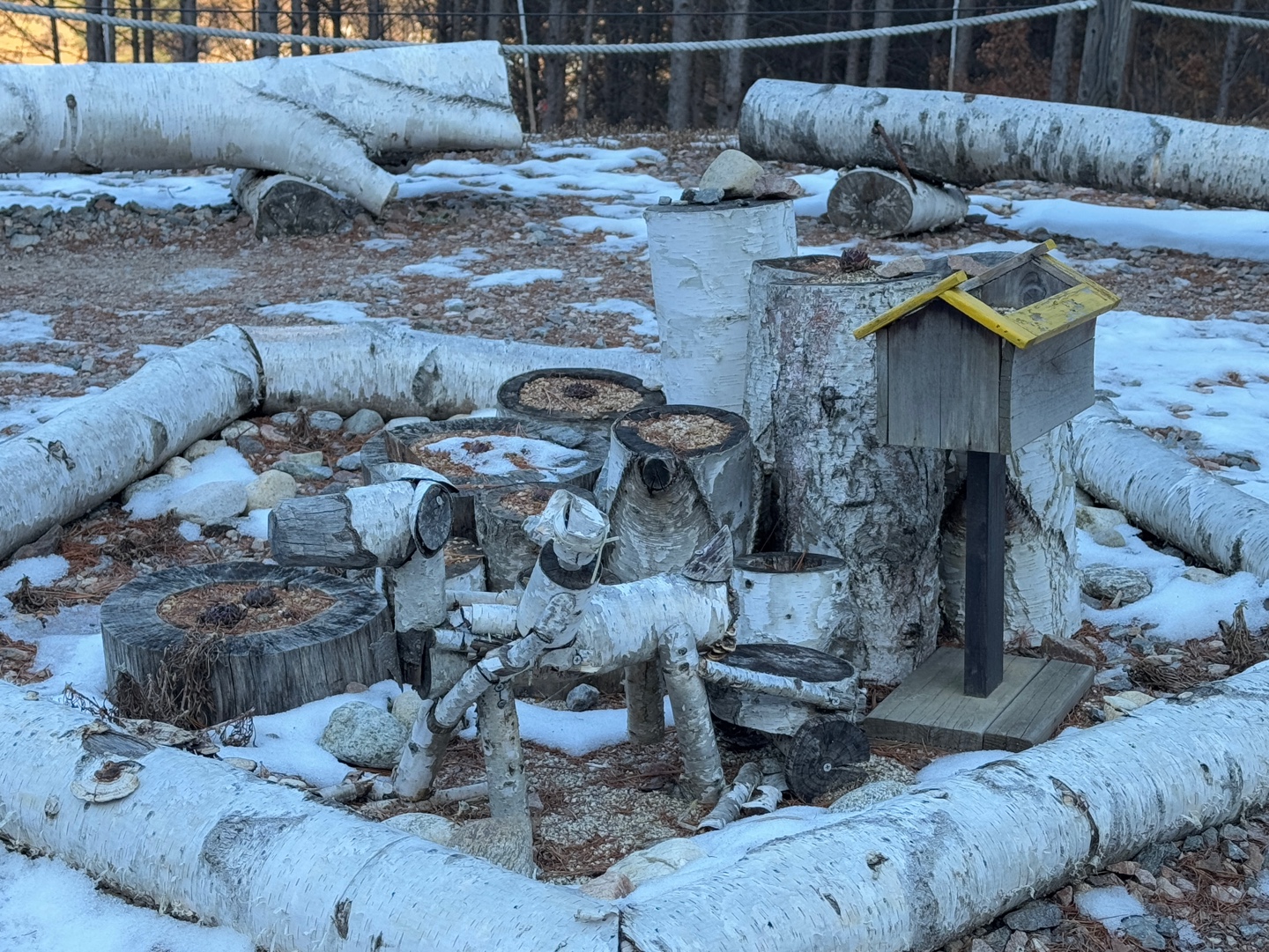 인제 자작나무숲