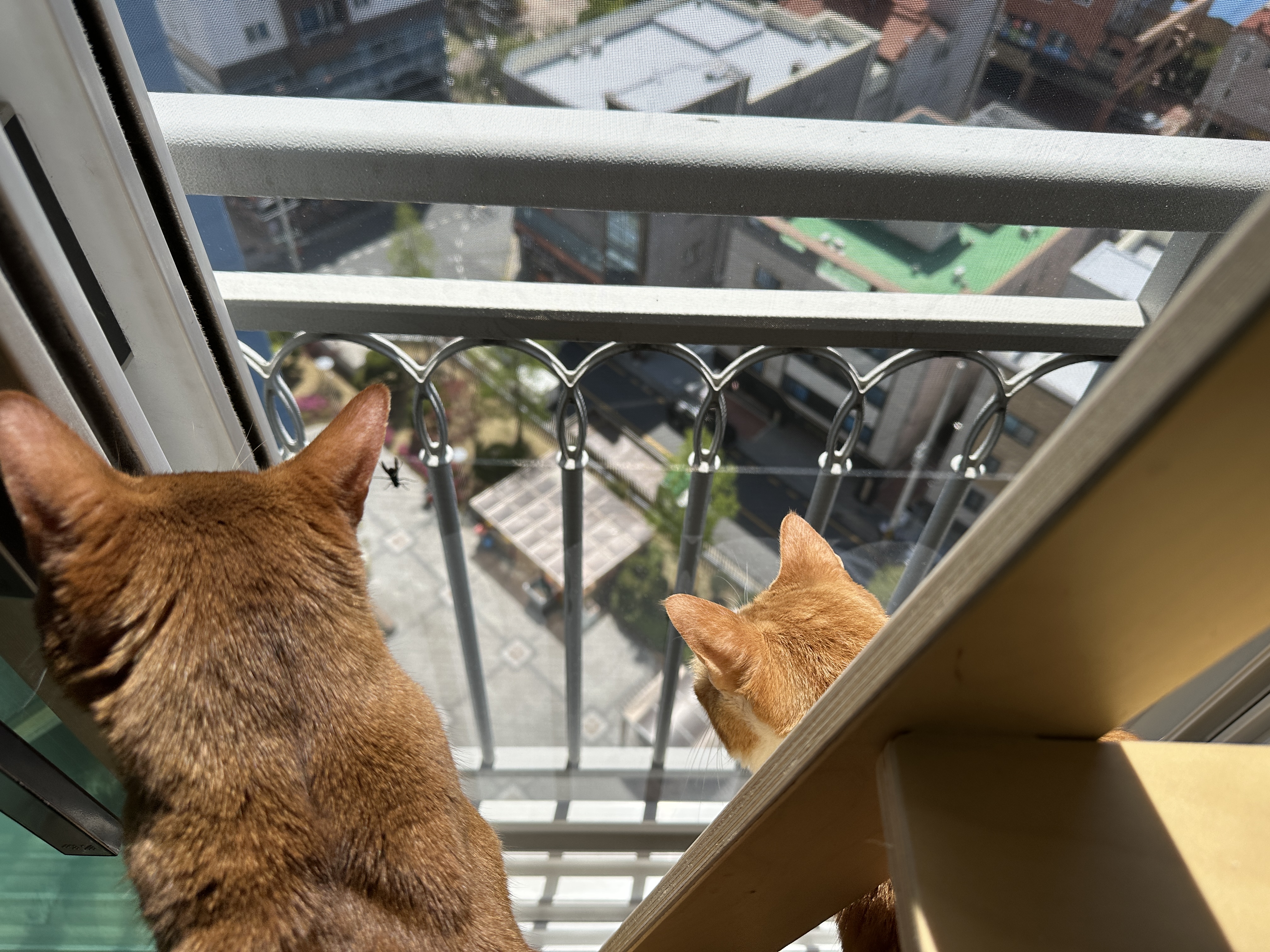 고양이들이 창밖에 벌을 발견했을때 (feat. 루나와 호야의 반응)