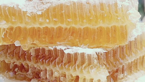 프로폴리스 효능