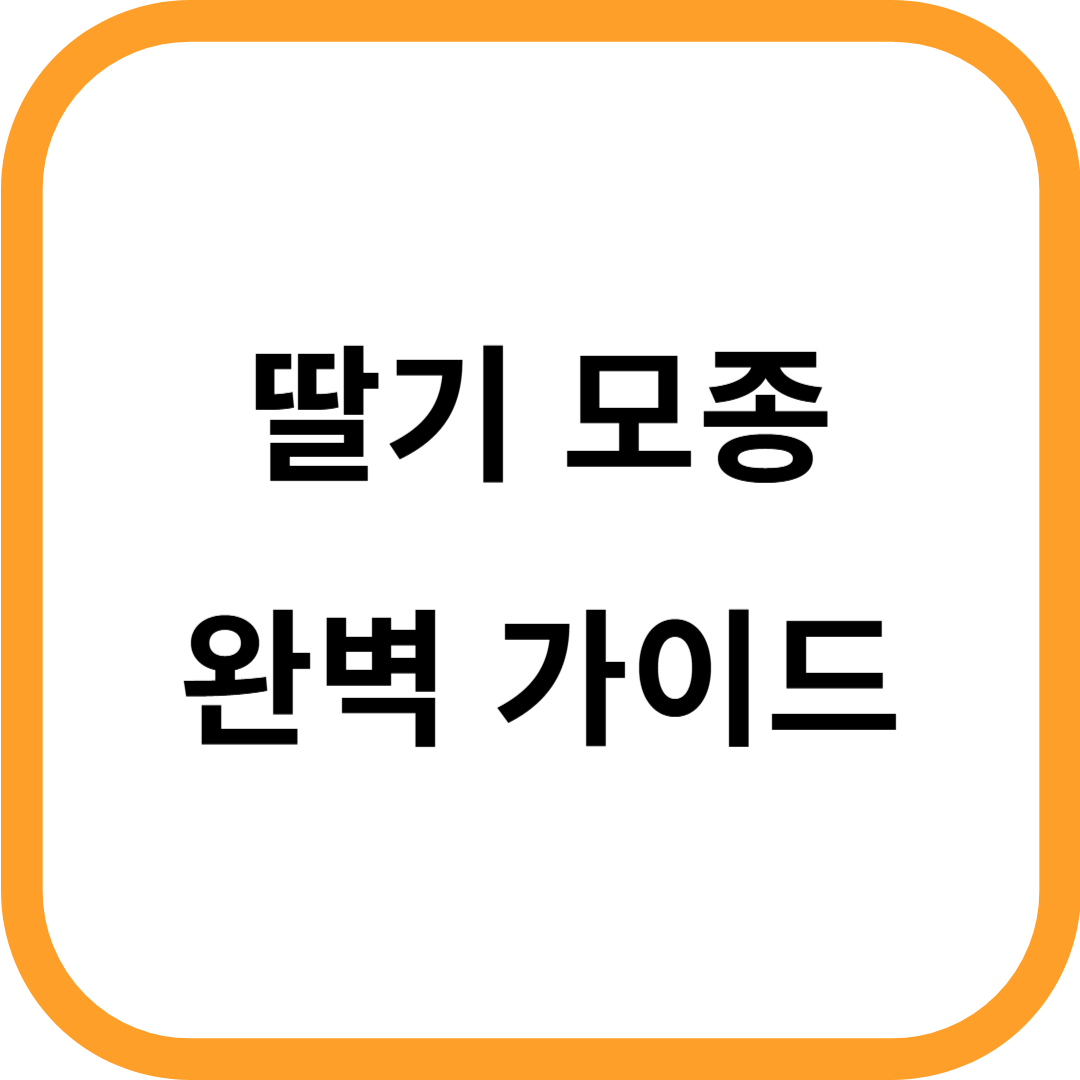 딸기 모종