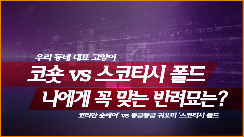 우리 동네 대표 '코리안 숏헤어' vs 동글동글 귀요미 '스코티시 폴드': 나에게 꼭 맞는 반려묘는? 🐱