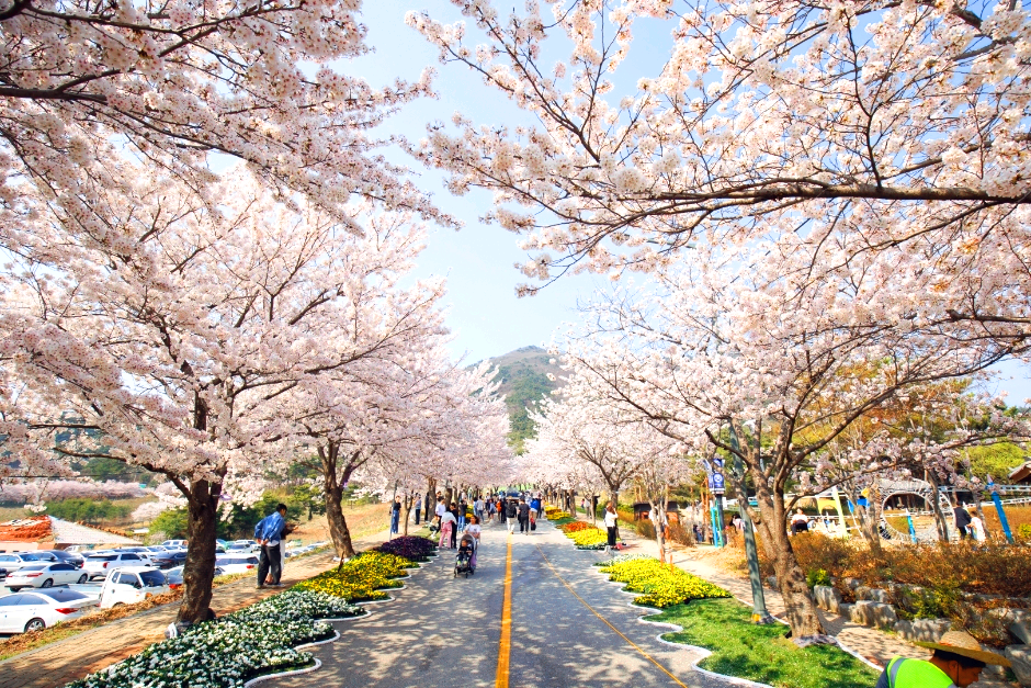 고창벚꽃축제