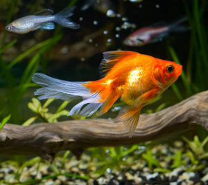 초보자도 키우기 쉬운 애완동물 10가지