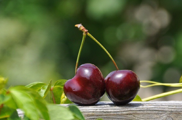 타트체리 부작용 효능