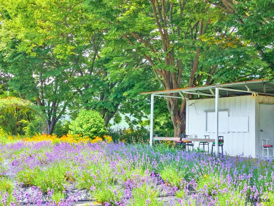 라벤더 명소 개화시기 꽃말