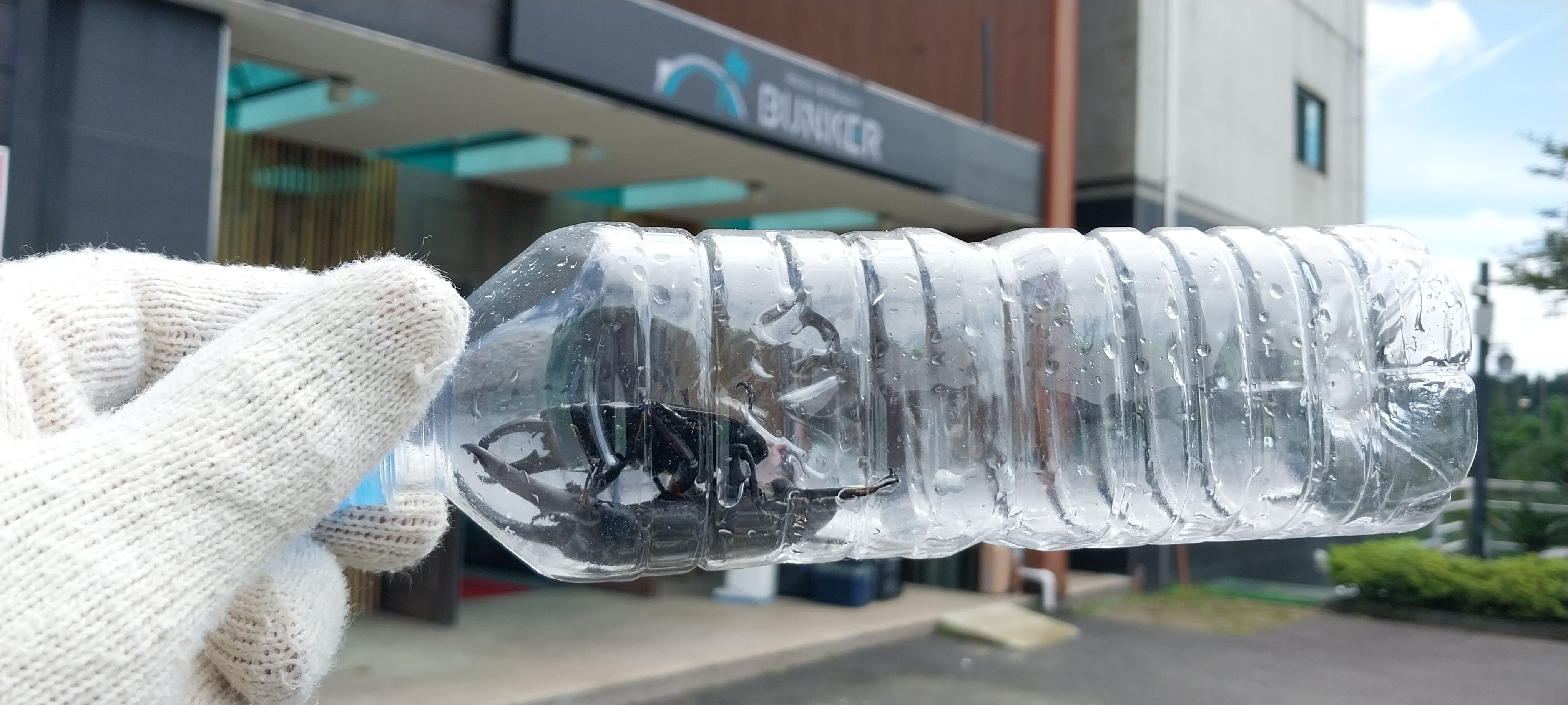 제주 서귀포 호텔 사슴벌레