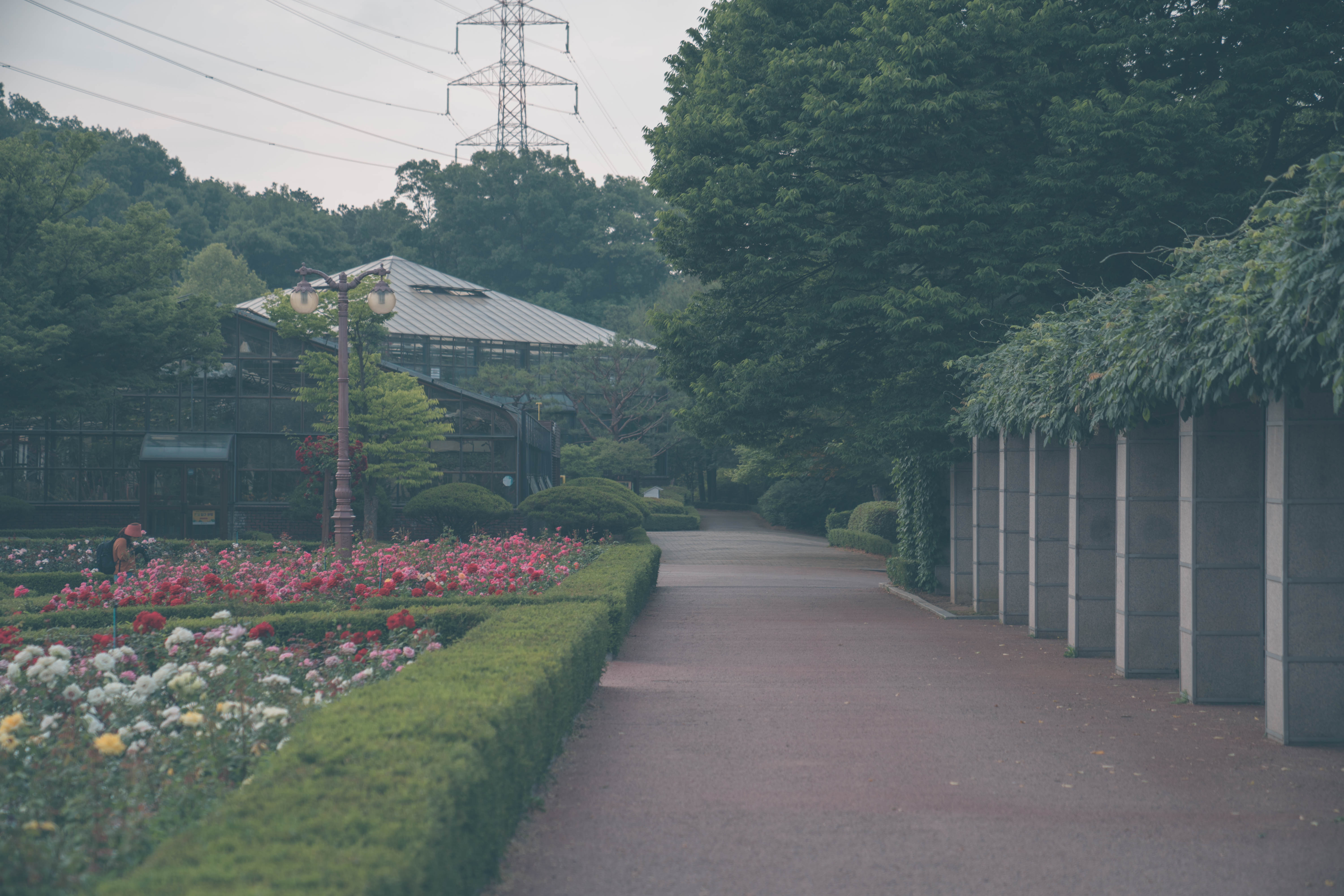인천대공원 장미원