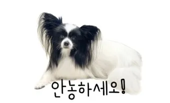 빠삐용 가격 키우기 분양 수명 먹이 성격 종류_9