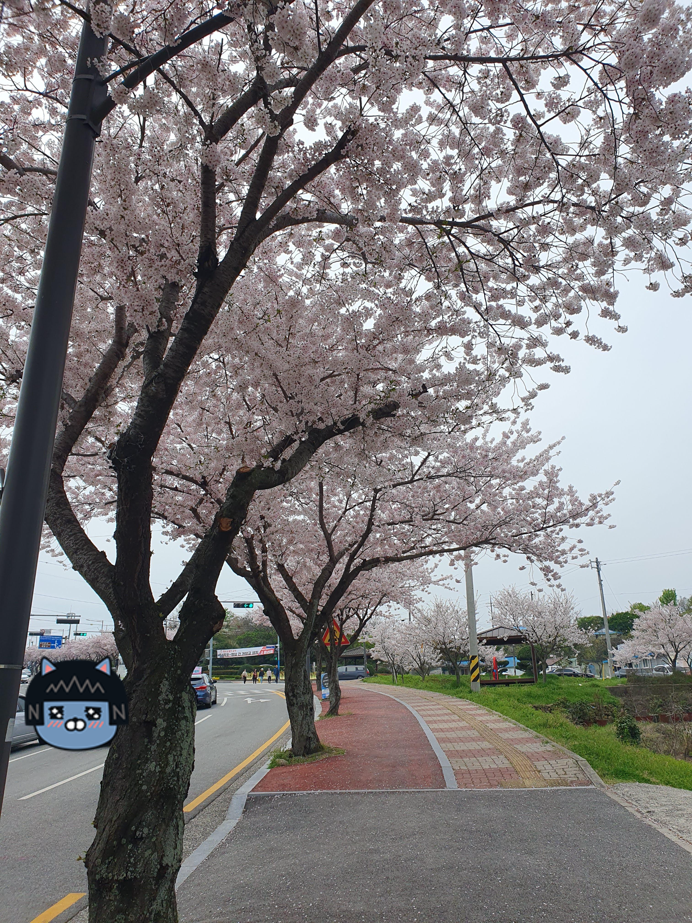 벚꽃피었다