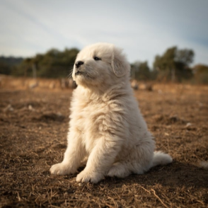 새끼 그레이트 피레니즈 사진