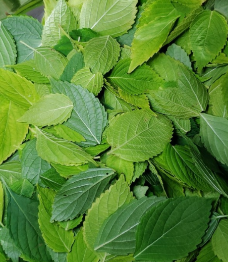 들깨 심는시기(파종시기, 심기방법, 재배방법, 수확하기) 깻잎키우기 총정리!