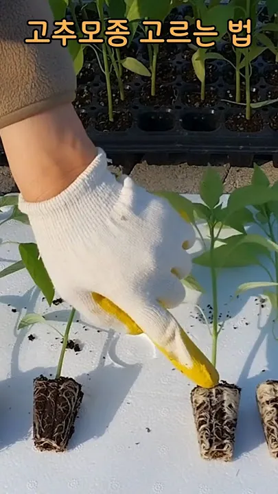 모종 고르는 법 줄기 굵기 잎색 뿌리상태 병해 흔적 확인_4