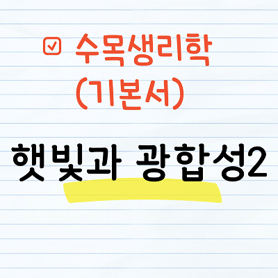 햇빛과 광합성