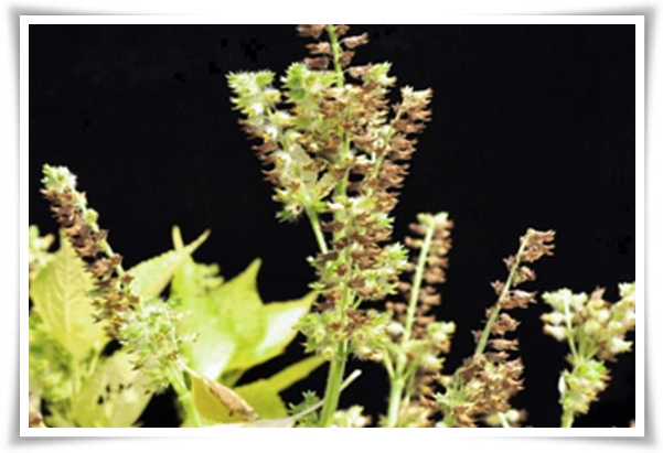 텃밭 "6월, 들깨 심으세요!" 고소함 가득 씨앗부터 수확까지 완벽 가이드!