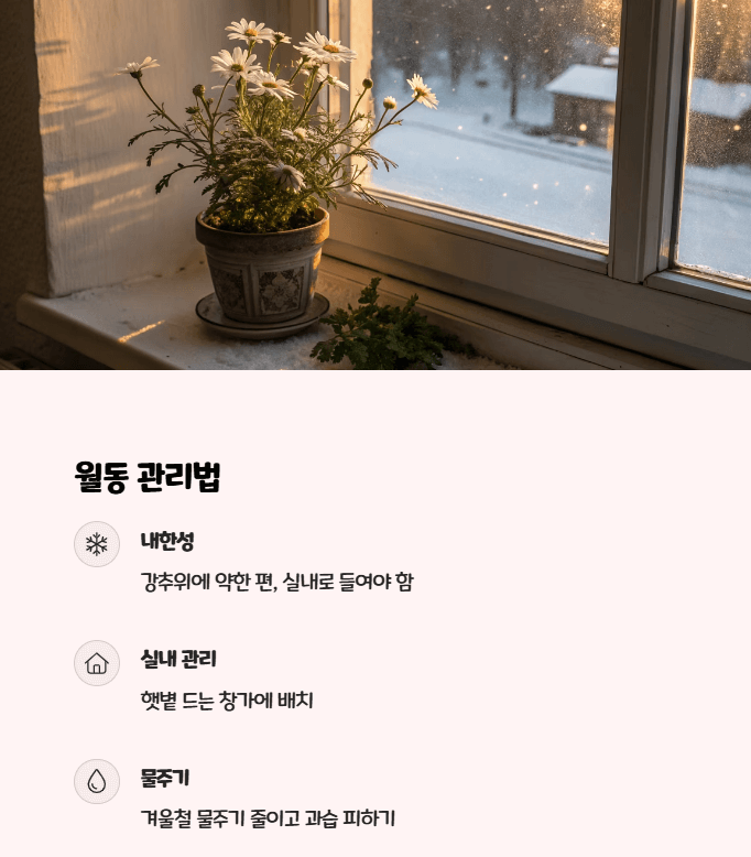 사계국화
