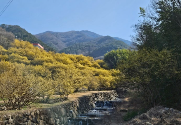 구례 산수유마을