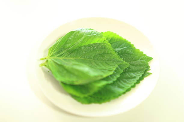 깻잎 효능 12가지와 부작용 및 하루 권장량 보관법 고르는 법