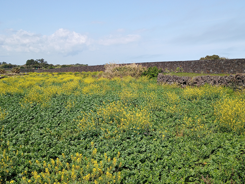 올레21코스: 별방진