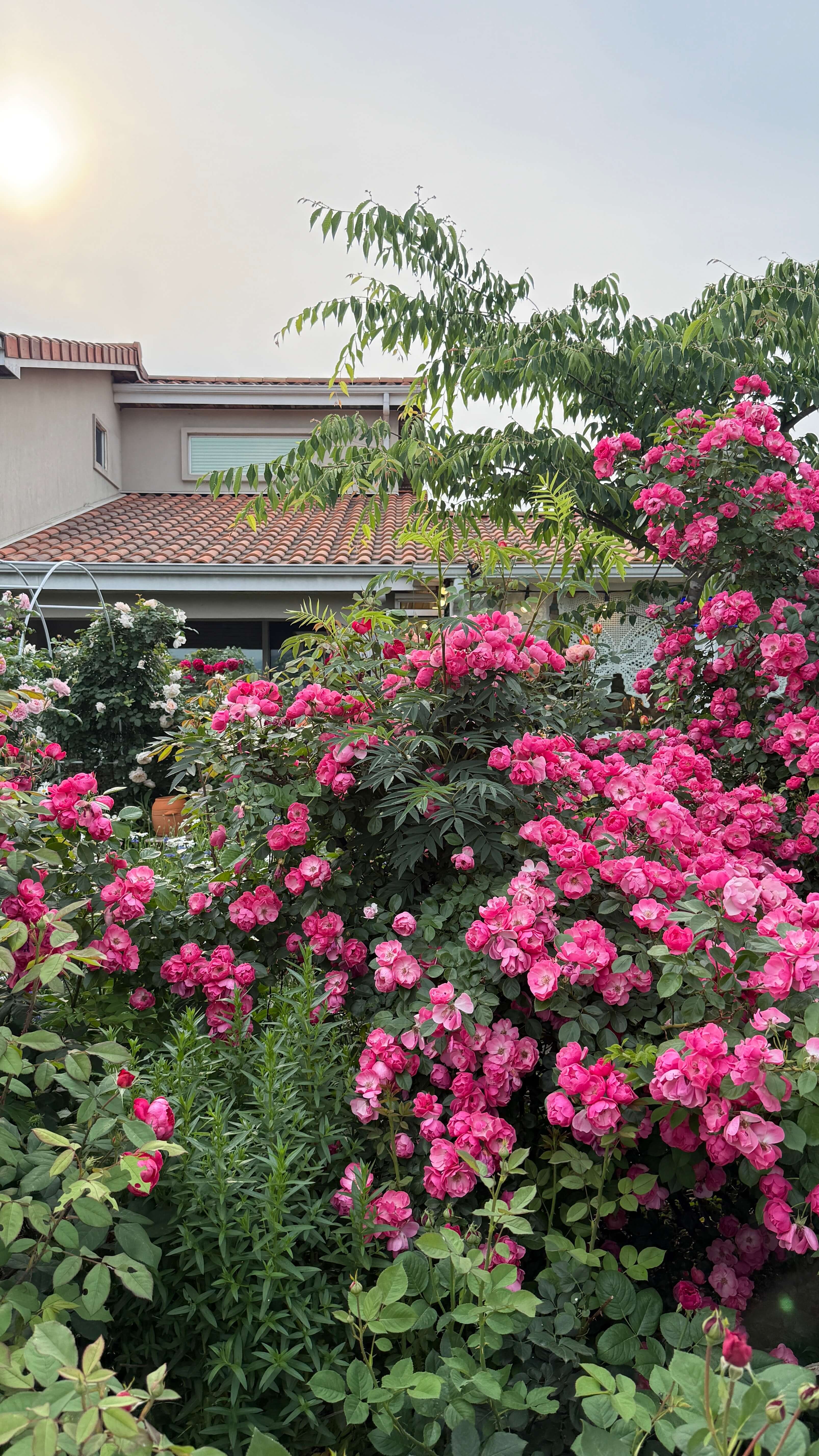 용인장미정원카페