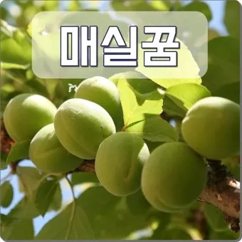 매실 수확시기_9