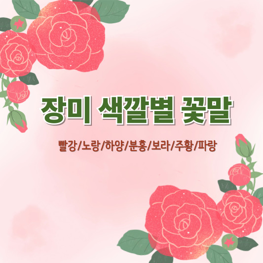 장미 색깔별 꽃말 총정리 (빨강, 노랑, 하양, 보라, 분홍, 주황, 파랑)