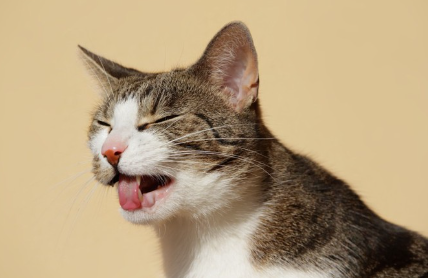 고양이가 토하는 모습.