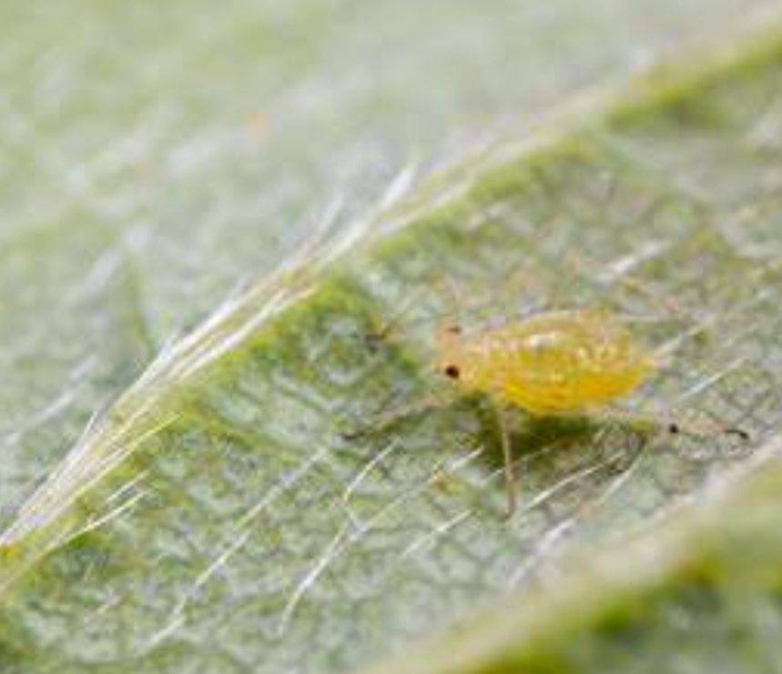 고추 진딧물 제거6