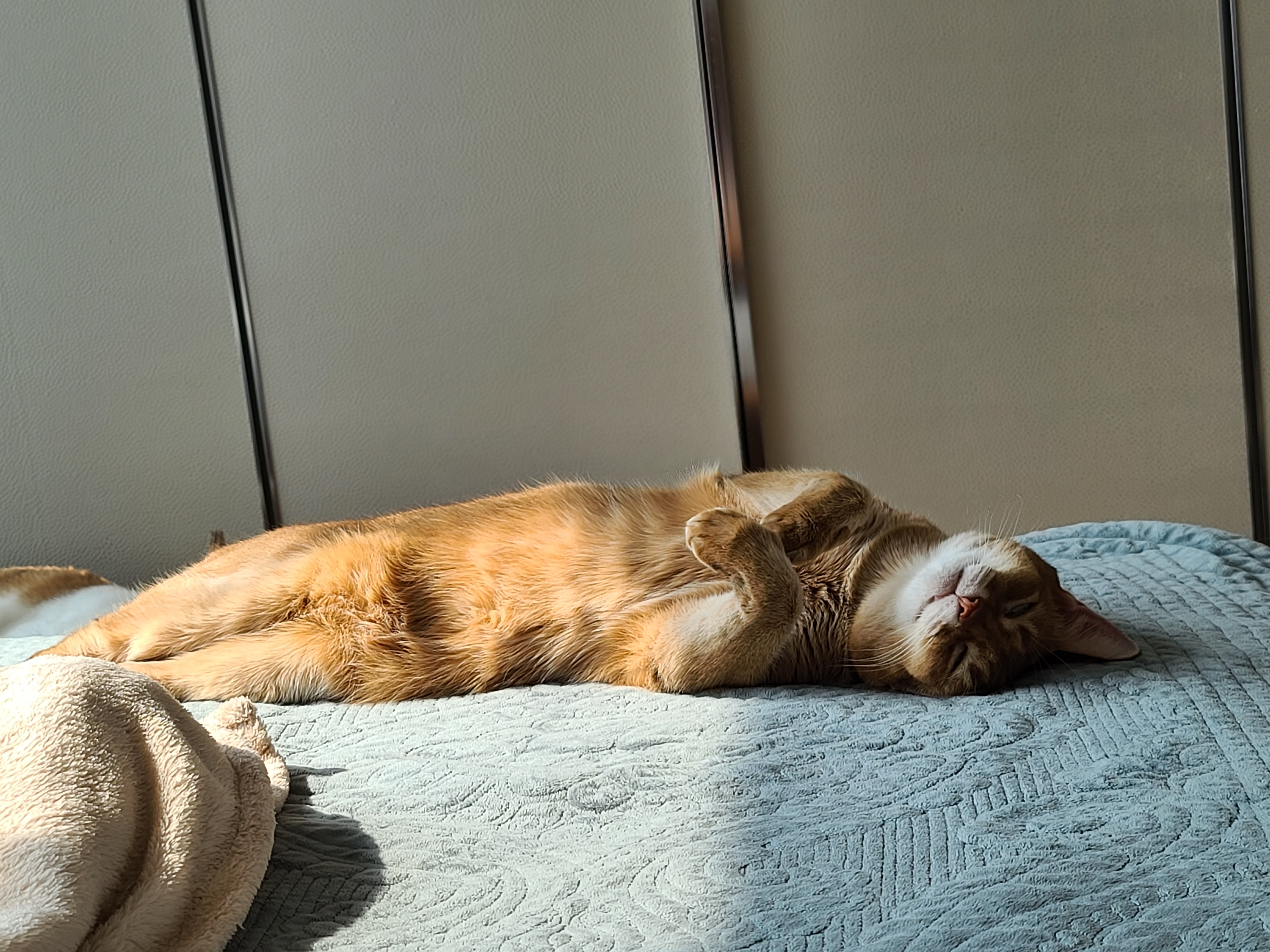 자다가 얼떨결에 발로 고양이랑 하이파이브.