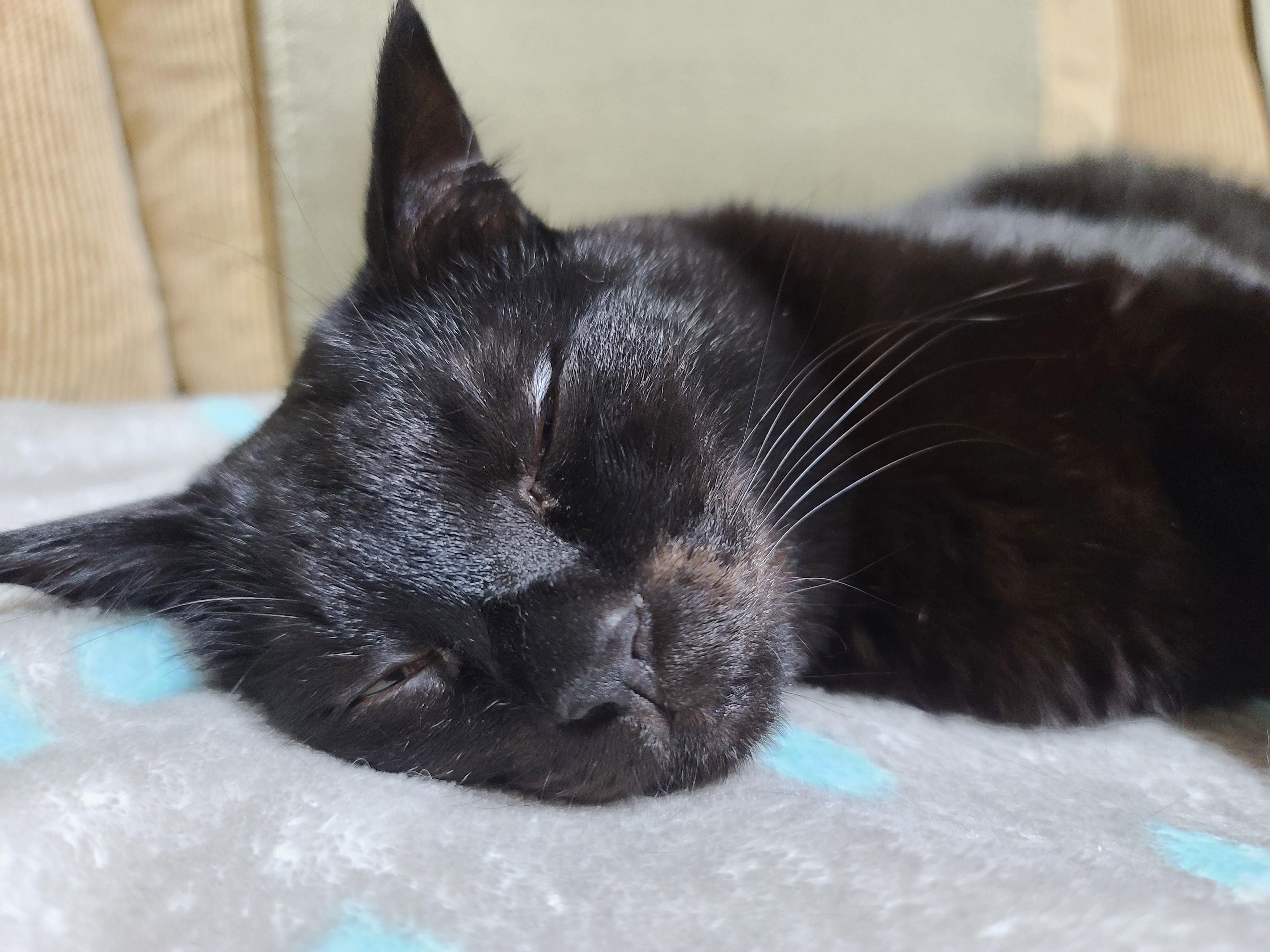 졸리지만 안자려고 노력하는 멋쟁이 고양이 건 ㅋ