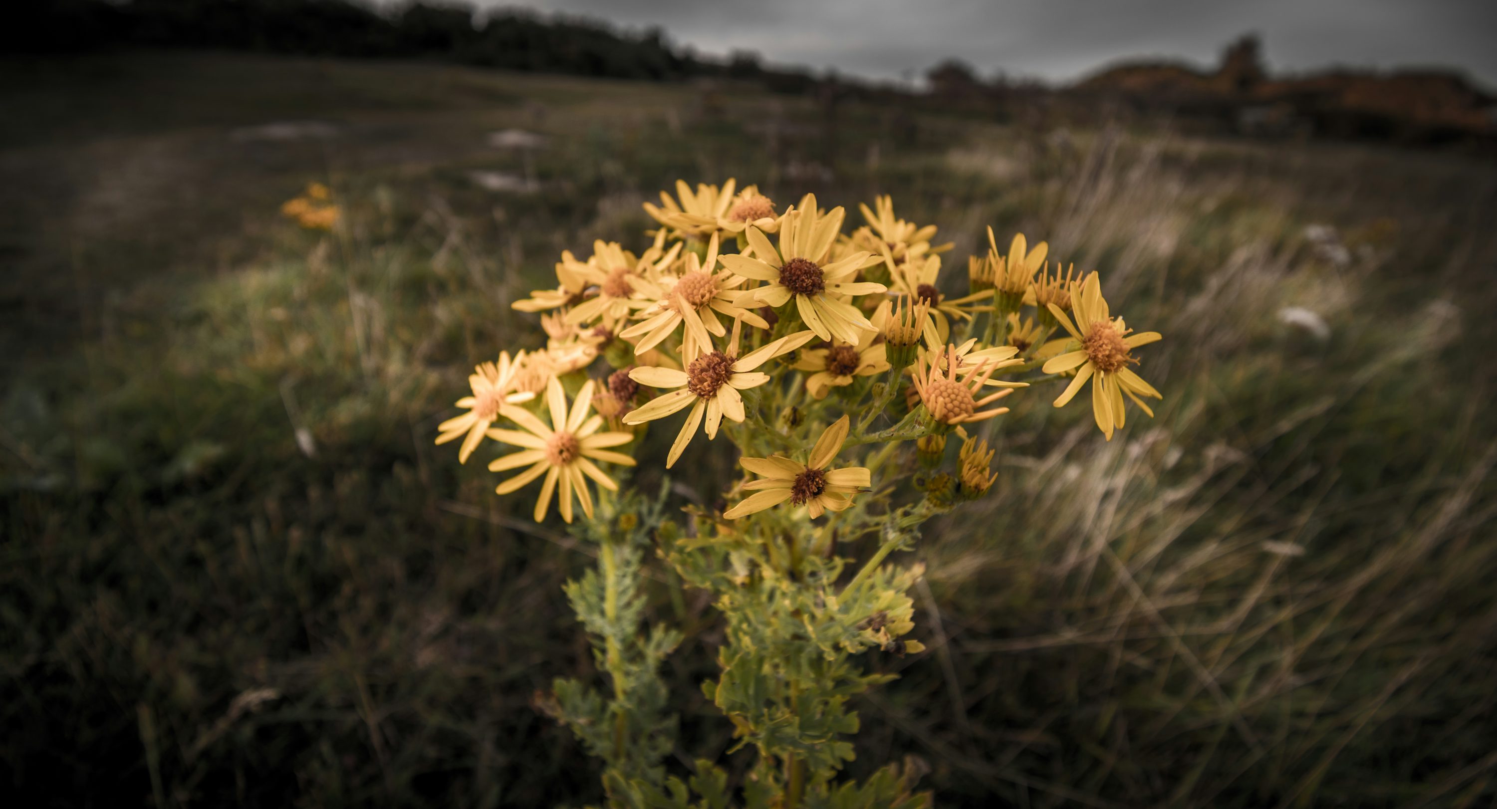 어두운 채도의 들판에 핀 노란 꽃